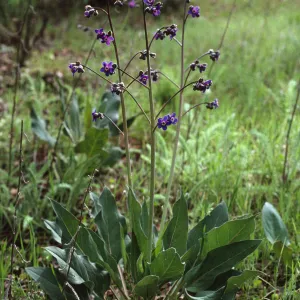Cynoglossum