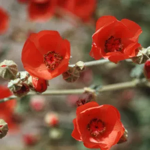 Sphaeralcea