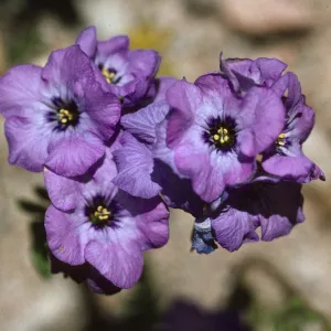 Phacelia fremontii