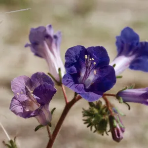 Phacelia campanularia