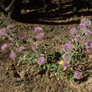 Monardella villosa ssp. obispoensis