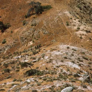 Malacothamnus on Horguela Ridge, Santa Cruz Island