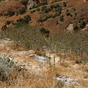 Malacothamnus on Horguela Ridge, Santa Cruz Island