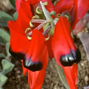 Leguminosae Clianthus