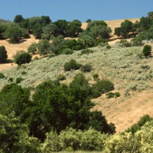 Malacothamnus jonesii