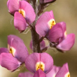 Lupinus arizonicus