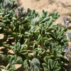 Lupinus nipomensis