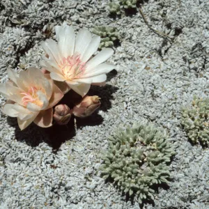 Lewisia rediviva