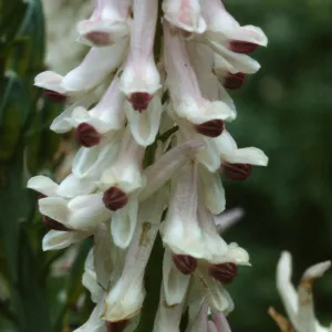 Dicentra