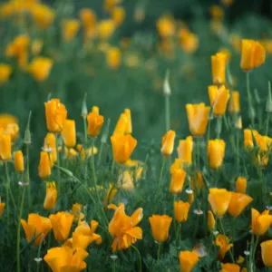 Eschscholzia californica