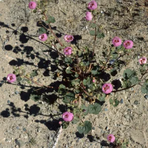 Eremalche rotundifolia