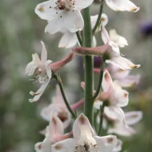 Delphinium parishii ssp. pallidum
