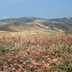 Eriogonum rubescens