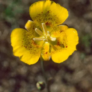 Calochortus luteus