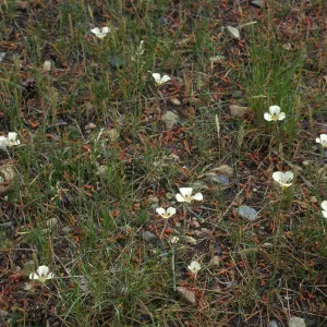 Calochortus leichtlinii