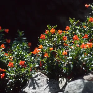 Mimulus flemingii