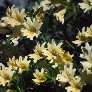 Mimulus bifidus