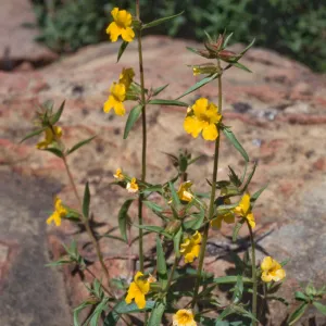 Mimulus brevipes