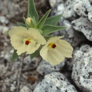 Mohavea confertiflora