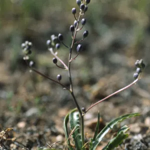 Chlorogalum purpureum reductum