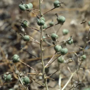 Chlorogalum purpureum reductum