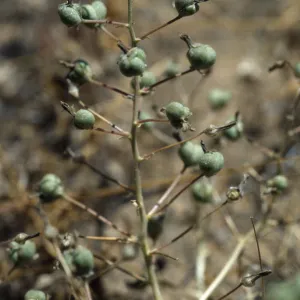 Chlorogalum purpureum reductum