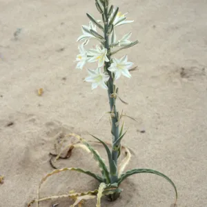 Hesperocallis undulata