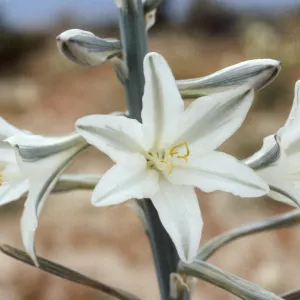 Hesperocallis undulata
