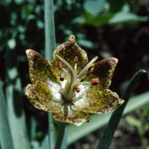 Fritillarea pinetorum