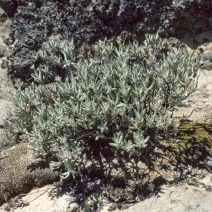 Eriogonum butterworthianum