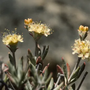 Eriogonum butterworthianum