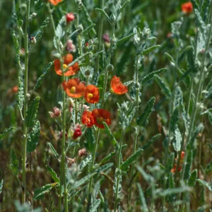 Sphaeralcea angustifolia