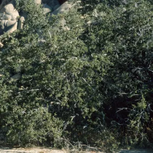 Quercus cornelius mulleri