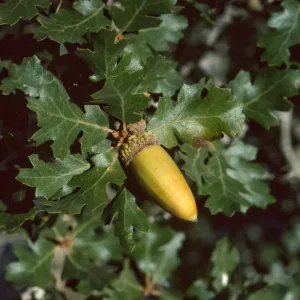 Quercus hybrid, Quercus munzii