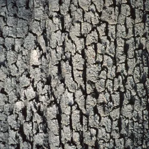 Quercus lobata bark
