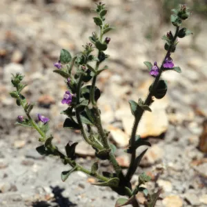 Antirrhinum nuttallianum
