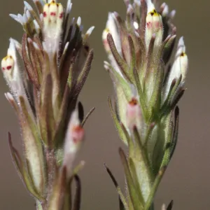Castilleja attenuata