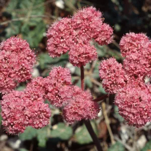 Eriogonum grande rubescens