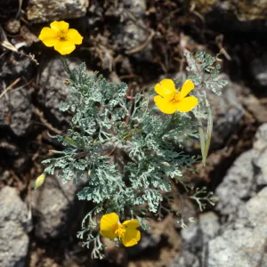 Eschscholzia ramosa