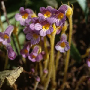 Orobanche uniflora