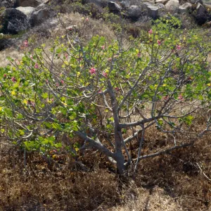 Lavatera assugentiflora