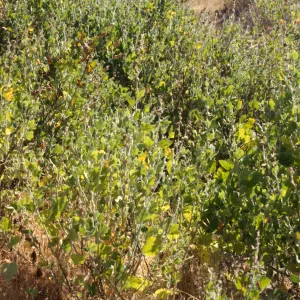 Malacothamnus clementinus