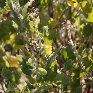 Malacothamnus clementinus