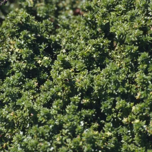 Galium buxifolium