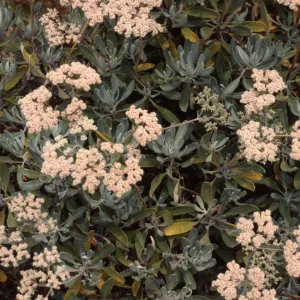 Eriogonum xblissianum