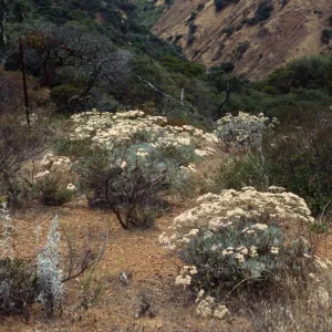 Eriogonum xblissianum