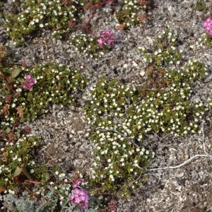 Cryptantha traskiae