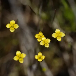 Cicendia quadrangularis