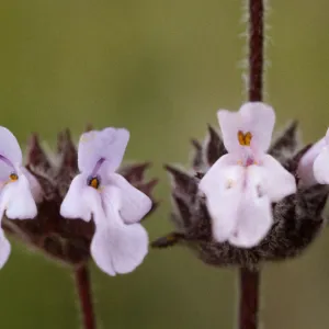 Salvia brandegeei (Brandegees Sage)