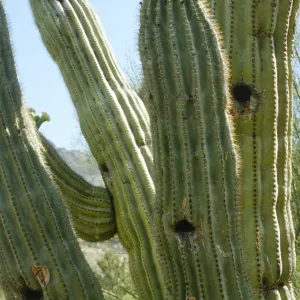 Cereus giganteus